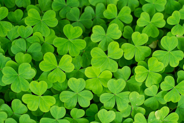 Green Clover